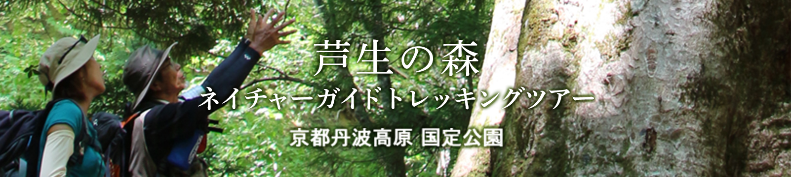 芦生の森ネイチャーガイドトレッキングツアー